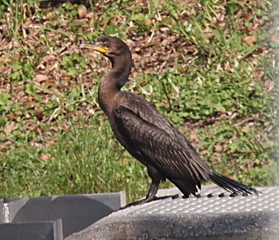 [The cormorant stands on the edge of a concrete slab with its head up surveying the landscape and its wings tucked and its tail dragging on the ground.]